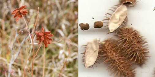 wild licorice pods, seeds
