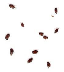 saskatoon seeds