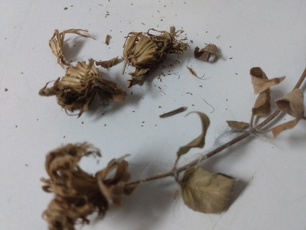 beebalm seeds (monarda, wild bergamot). Lamiaceae mint family.